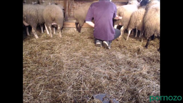 Сельский зоофил ебёт баранов и лросит на них, качать зоо видео