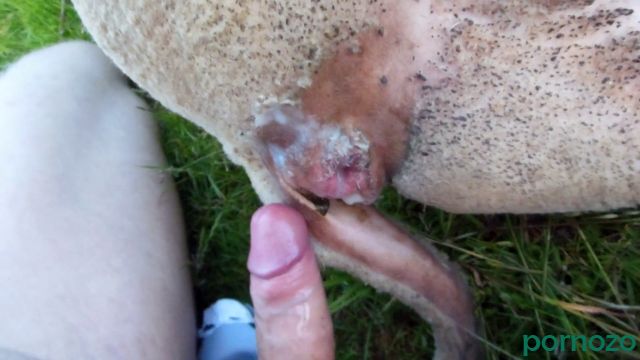 Парень зоофил послушную овцу свинью в селе